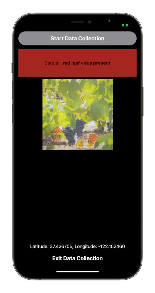 Terroir AI app detecting red leaf virus in a vineyard — real-time status, GPS coordinates, and disease classification displayed on iPhone